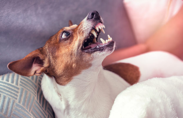 Once Bitten, Twice Shy: Why do Dogs Bite?